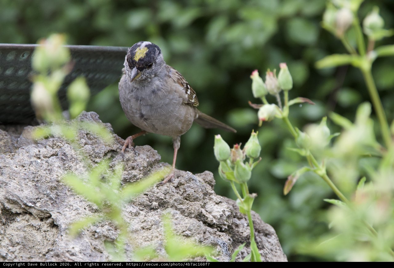 Golden-Crowned Sparrow Perched on Weathered Stone