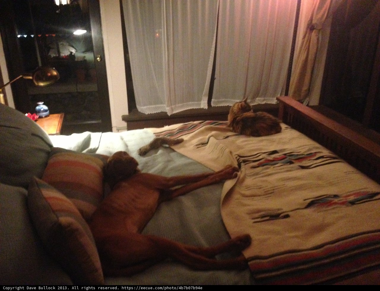 Comfortable Companions