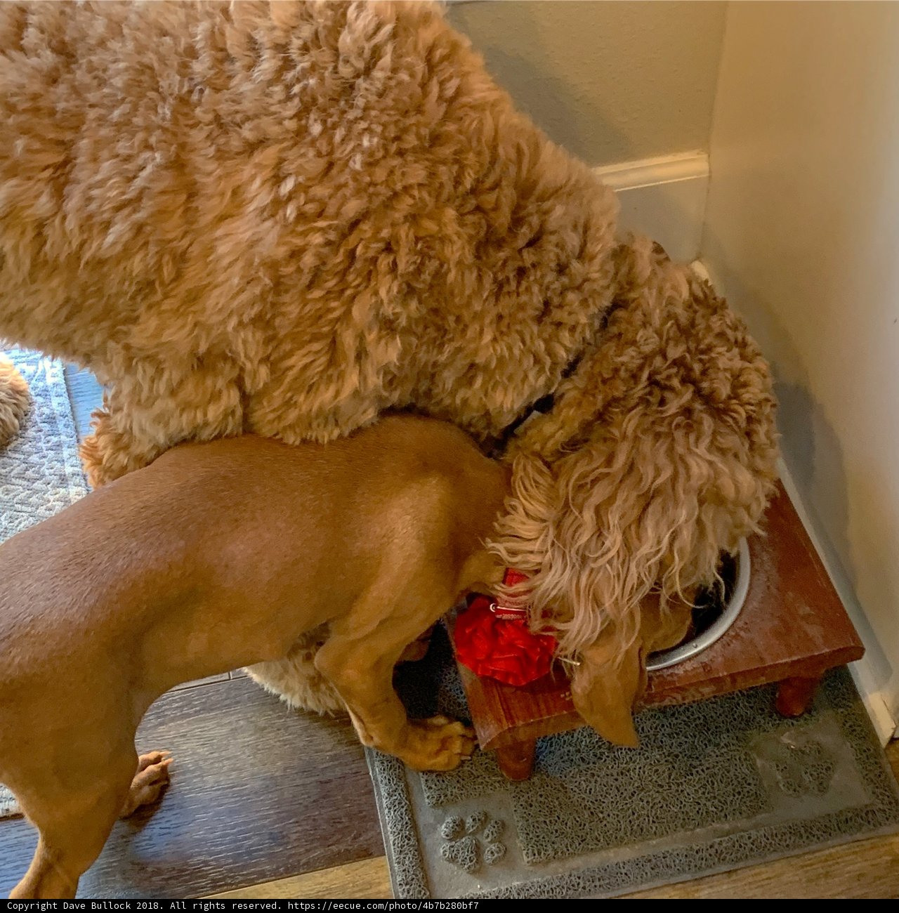 Doggy Playtime in a Bowl