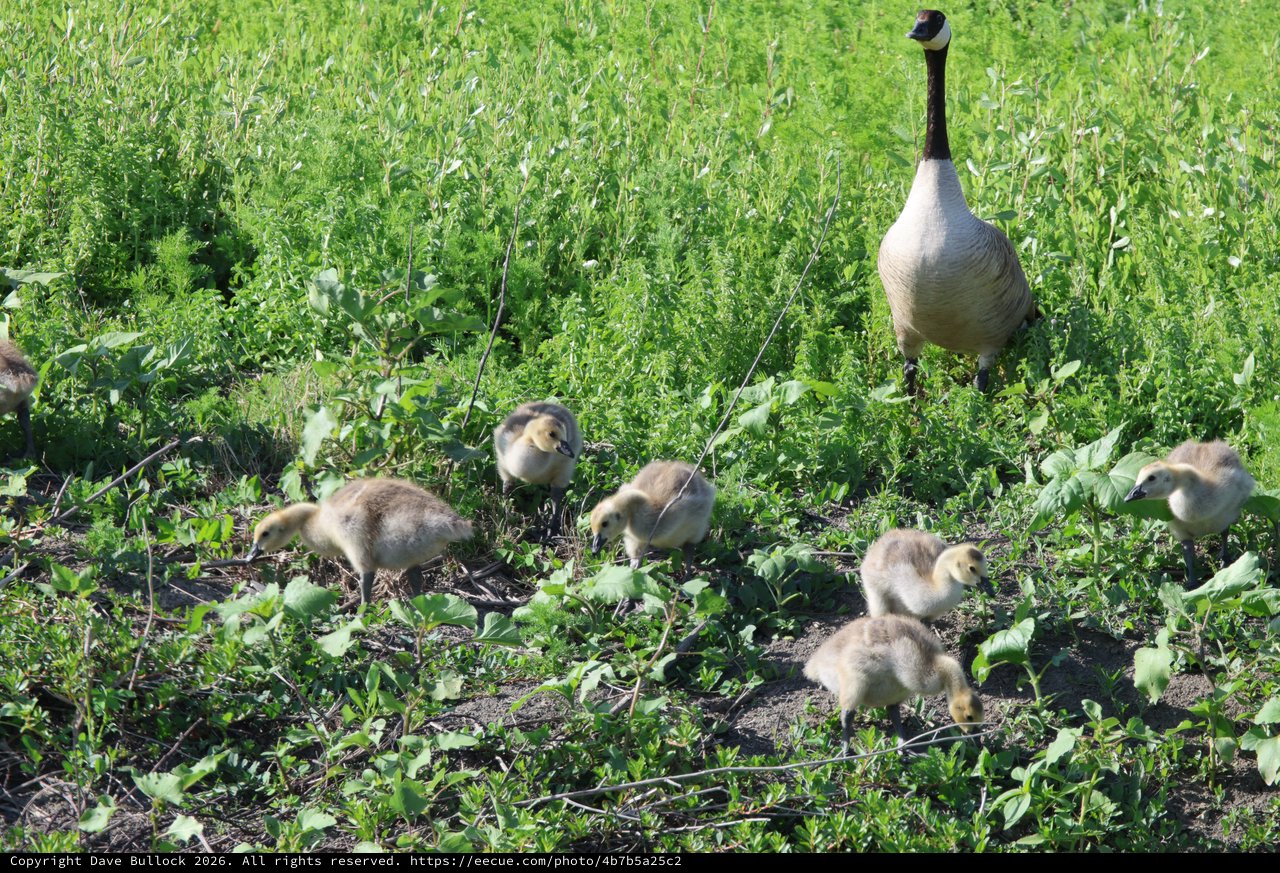 Canada Goose Family Foraging in Spring Wetland