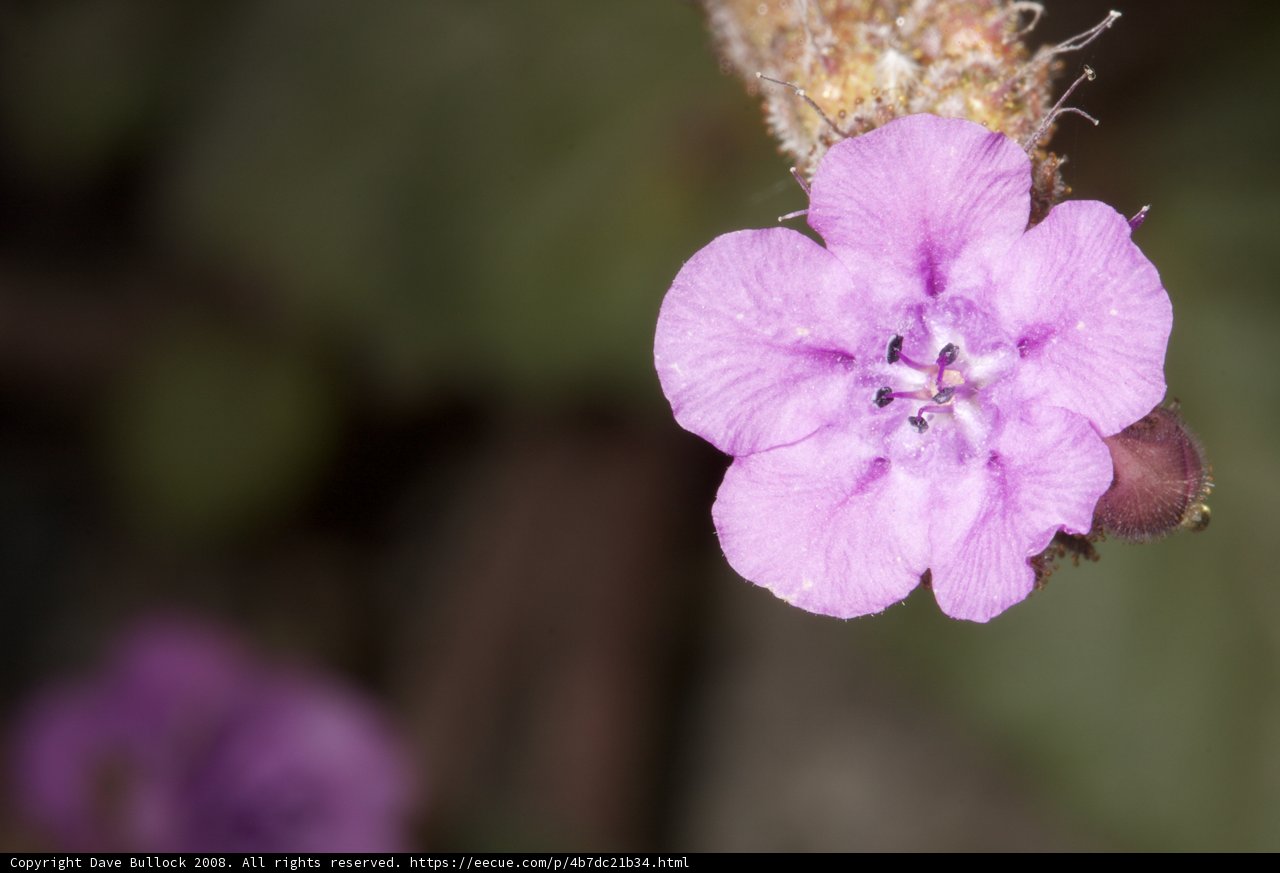 Lone Purple Geranium Blossom