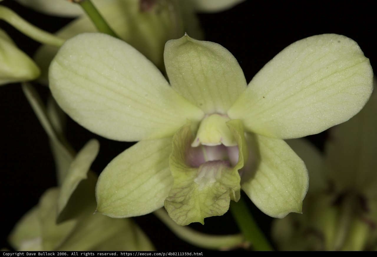 Green Orchid with White Petals
