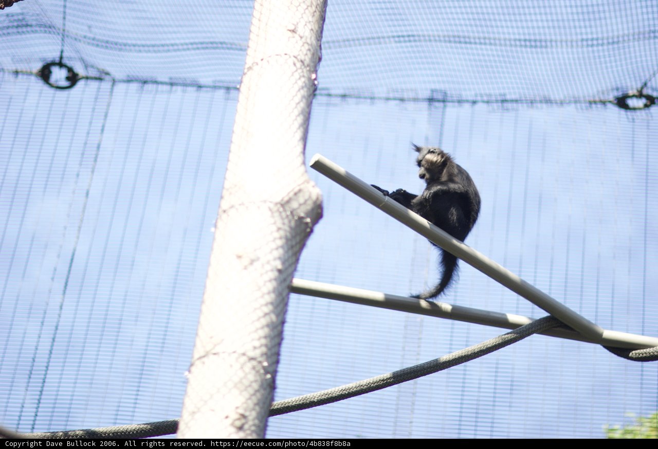Up Close and Personal with a Zoo Monkey