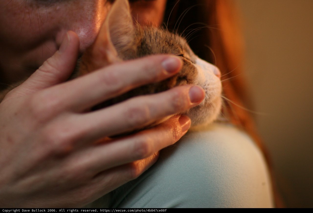 Precious Feline Cuddle