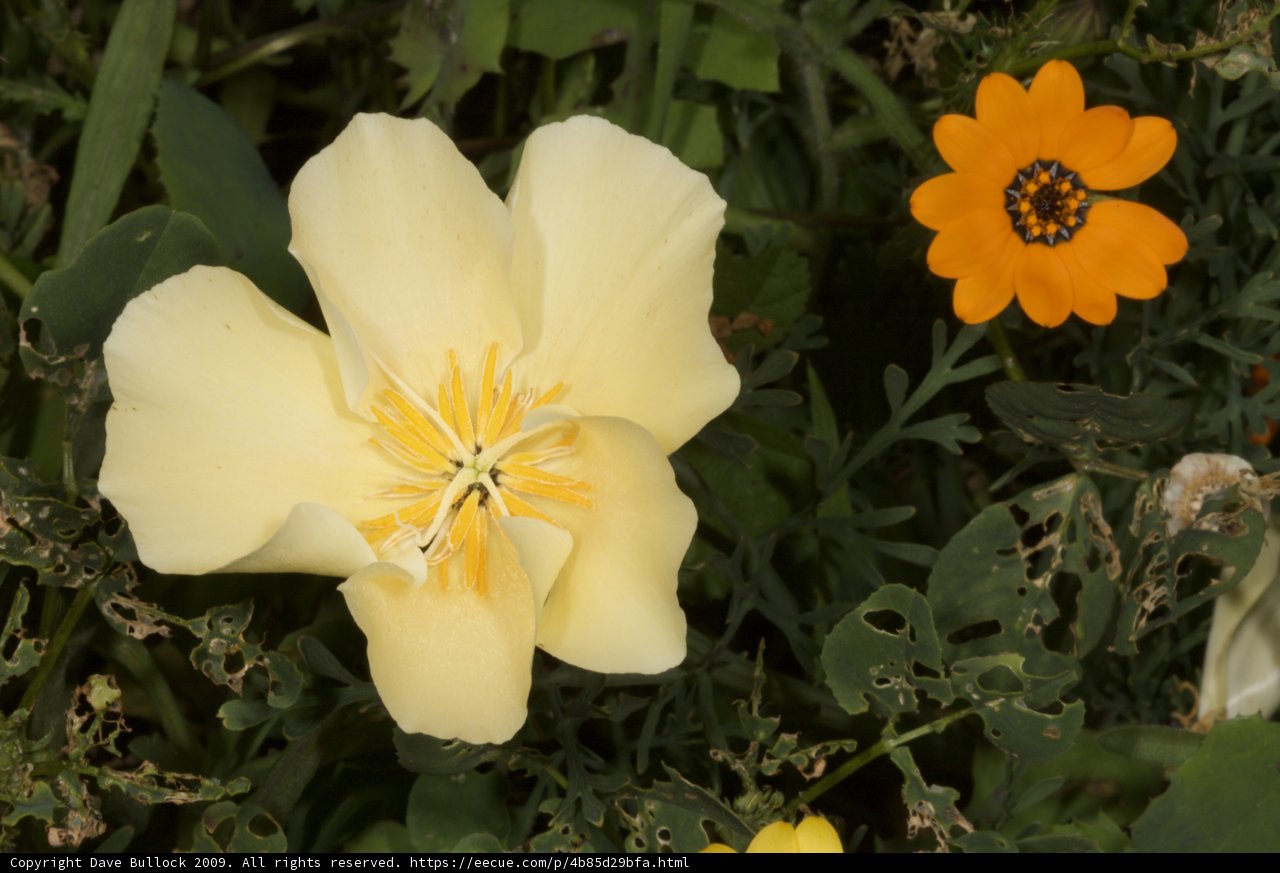 A Bright and Cheerful Flower