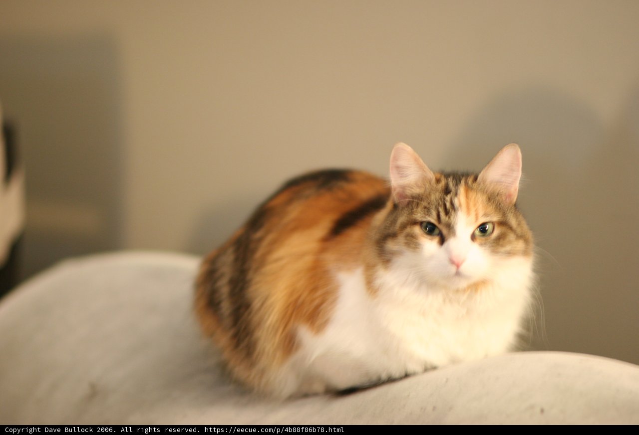 Cozy Cat Companion