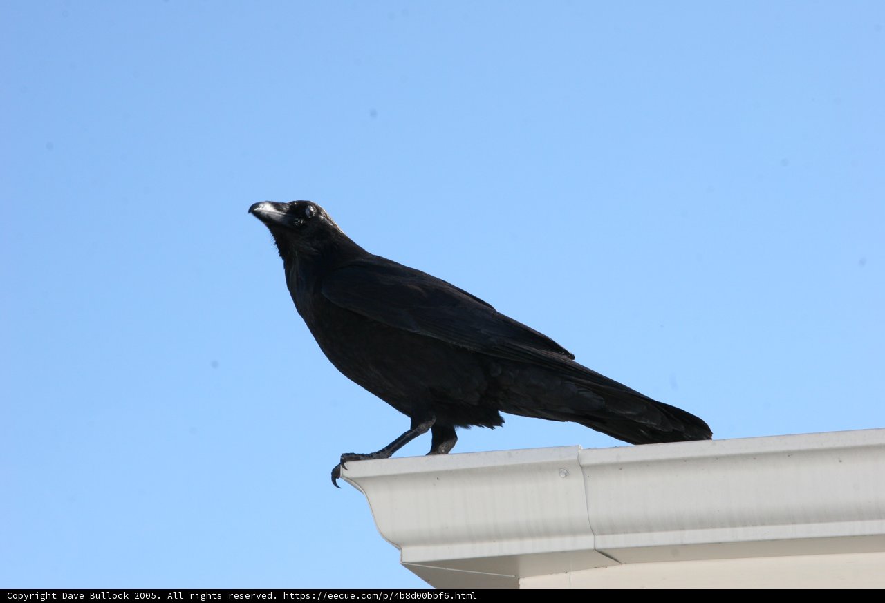 The Raven King