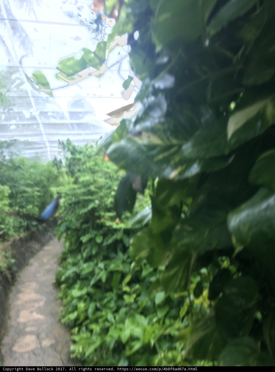Pathway Through the Green Jungle