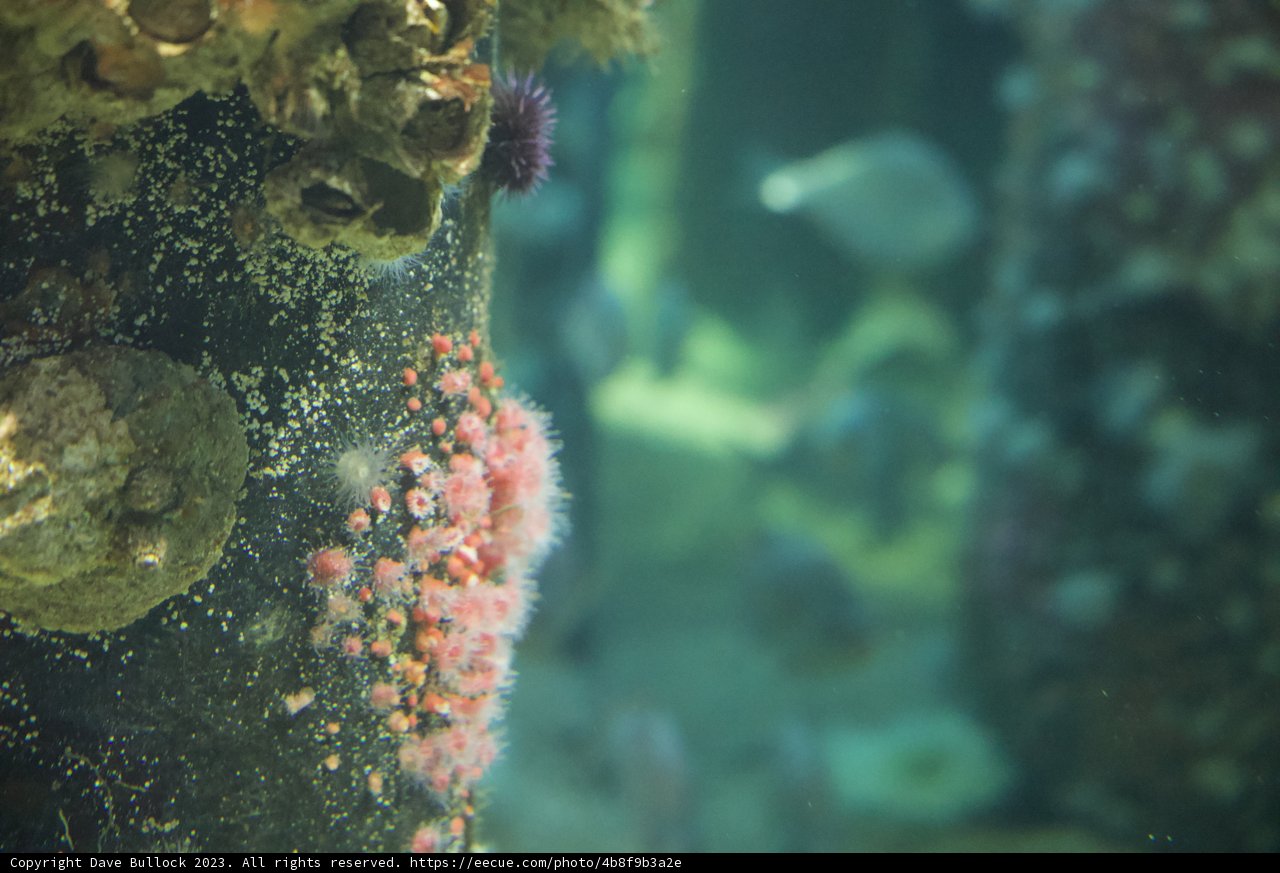Intricate Beauty of Monterey Bay's Underwater World
