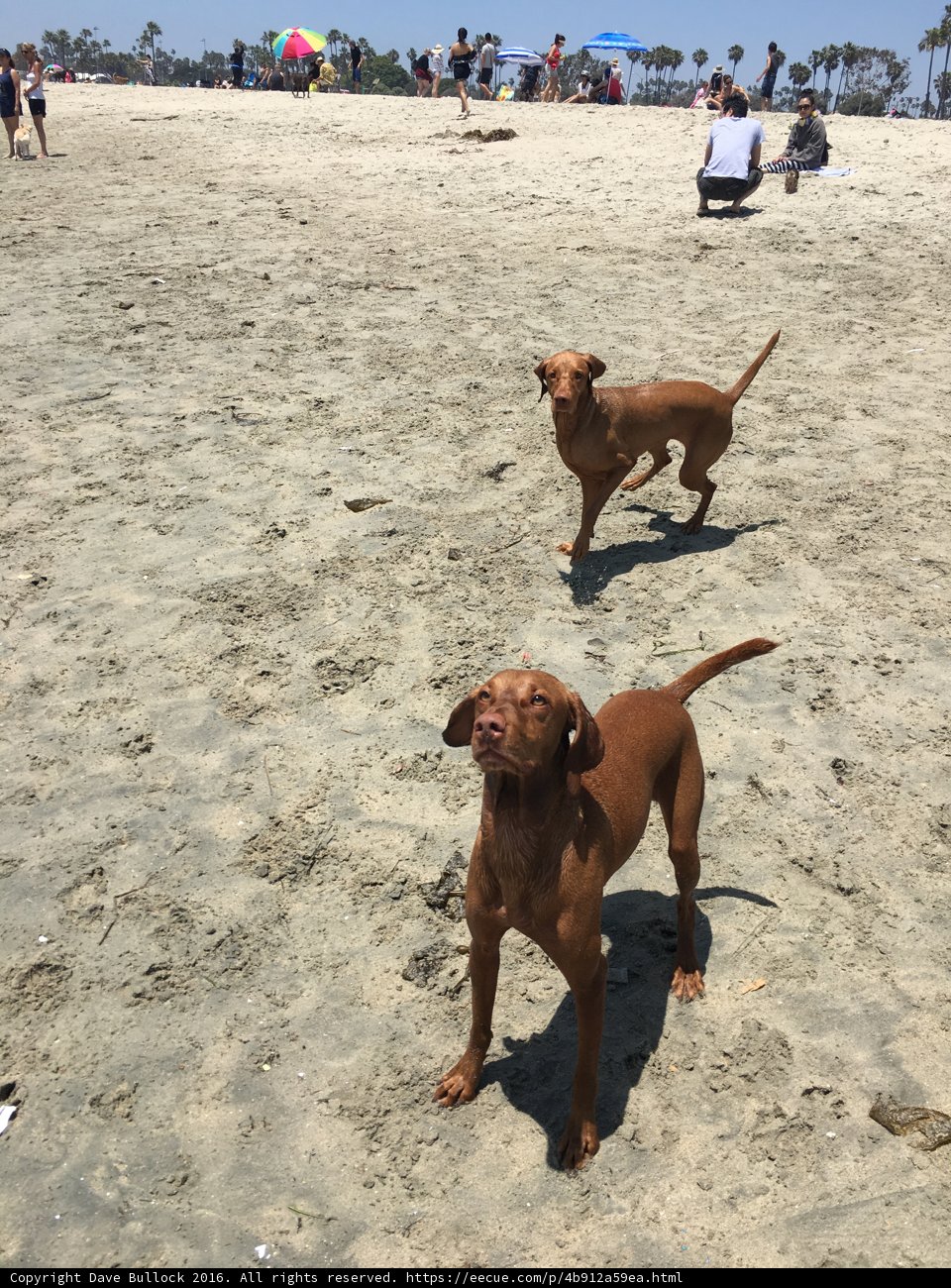 Dogs at Play on the Beach