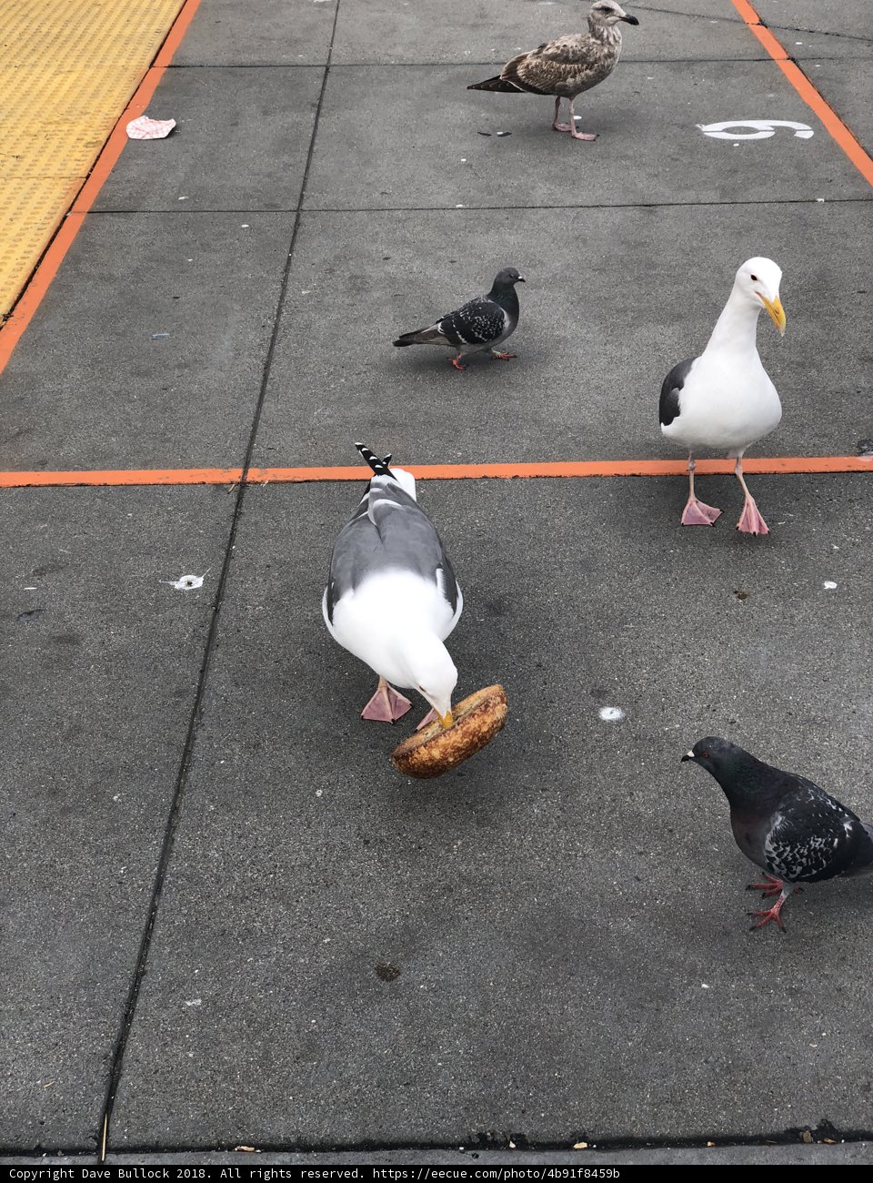 Bread Buffet for Beaky Birds