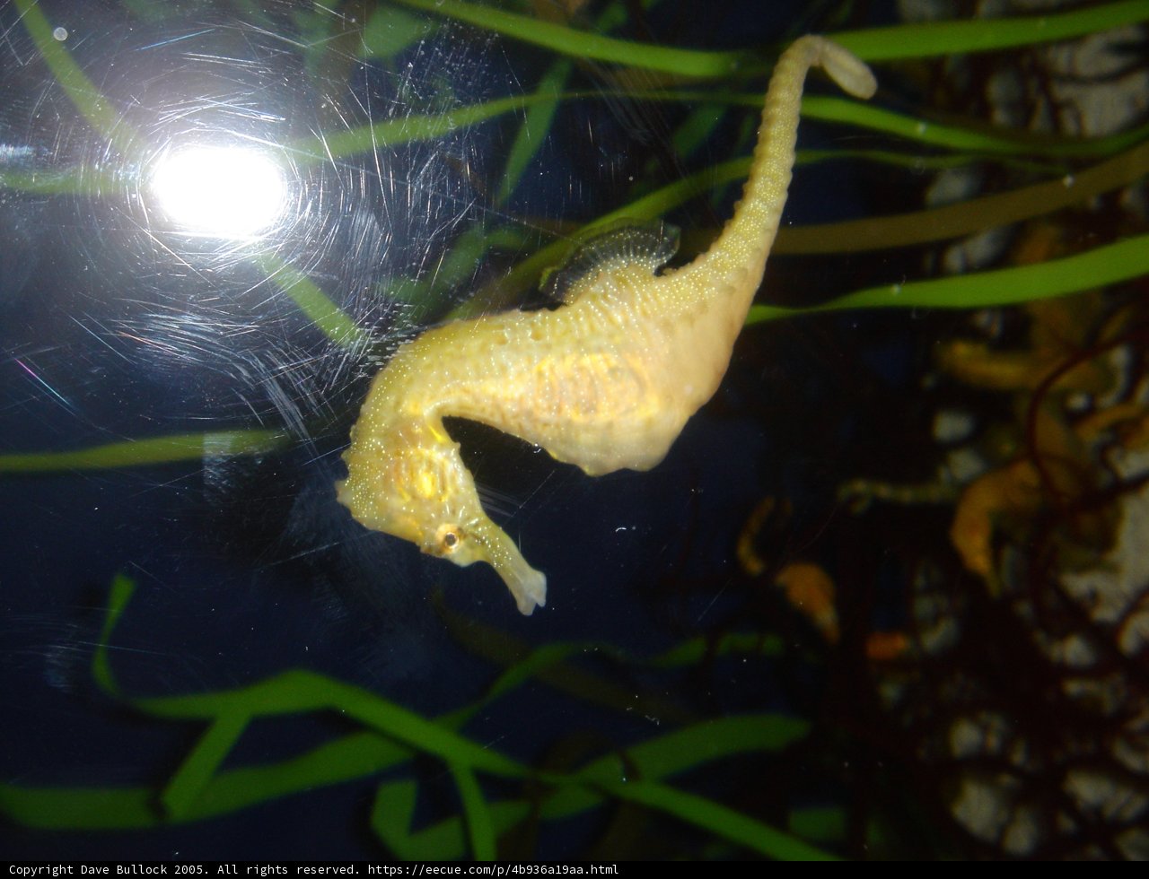 Seahorse Serenity