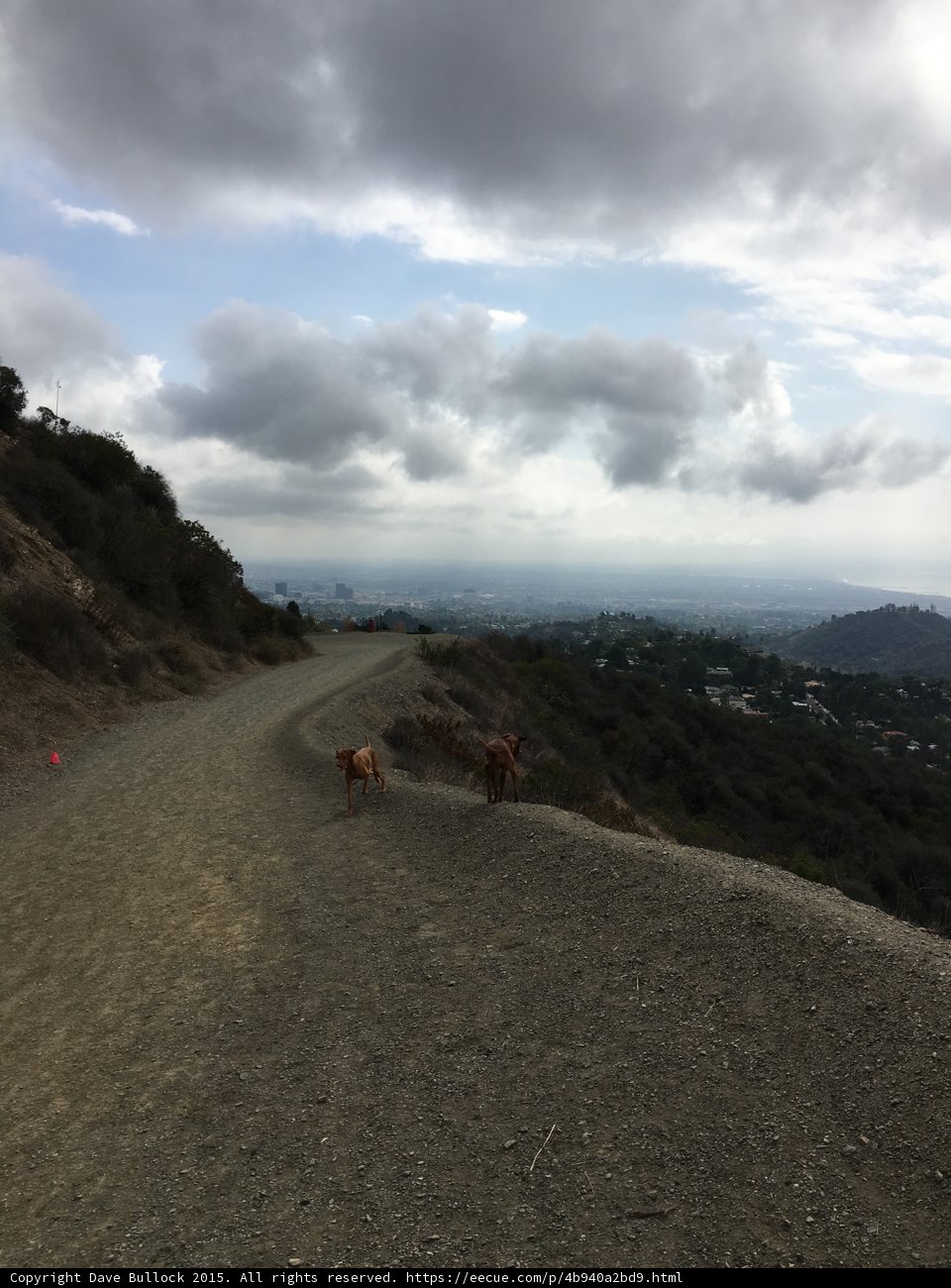 Canine City Walk