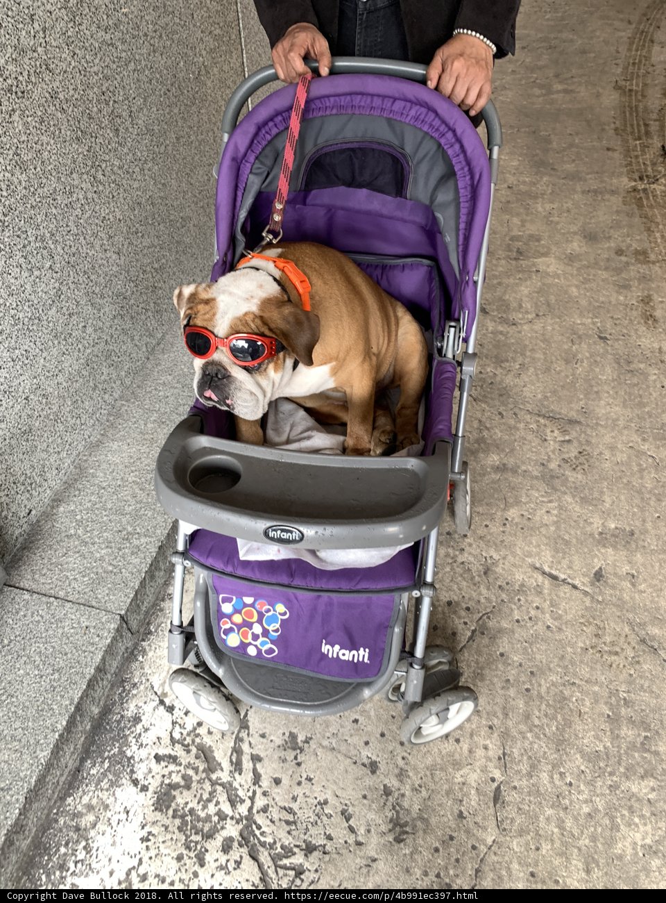 Pooch on the Go