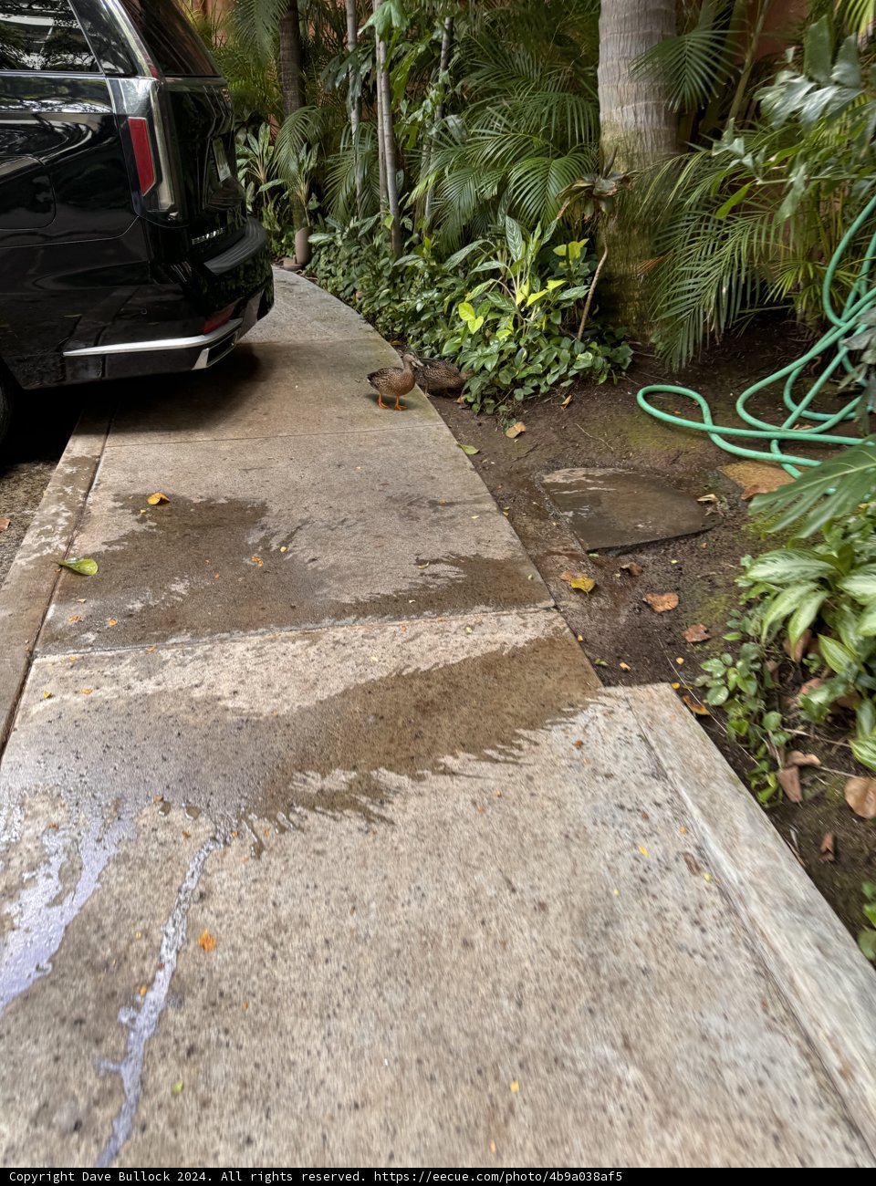 Urban Oasis: A Tranquil Moment in Waikiki