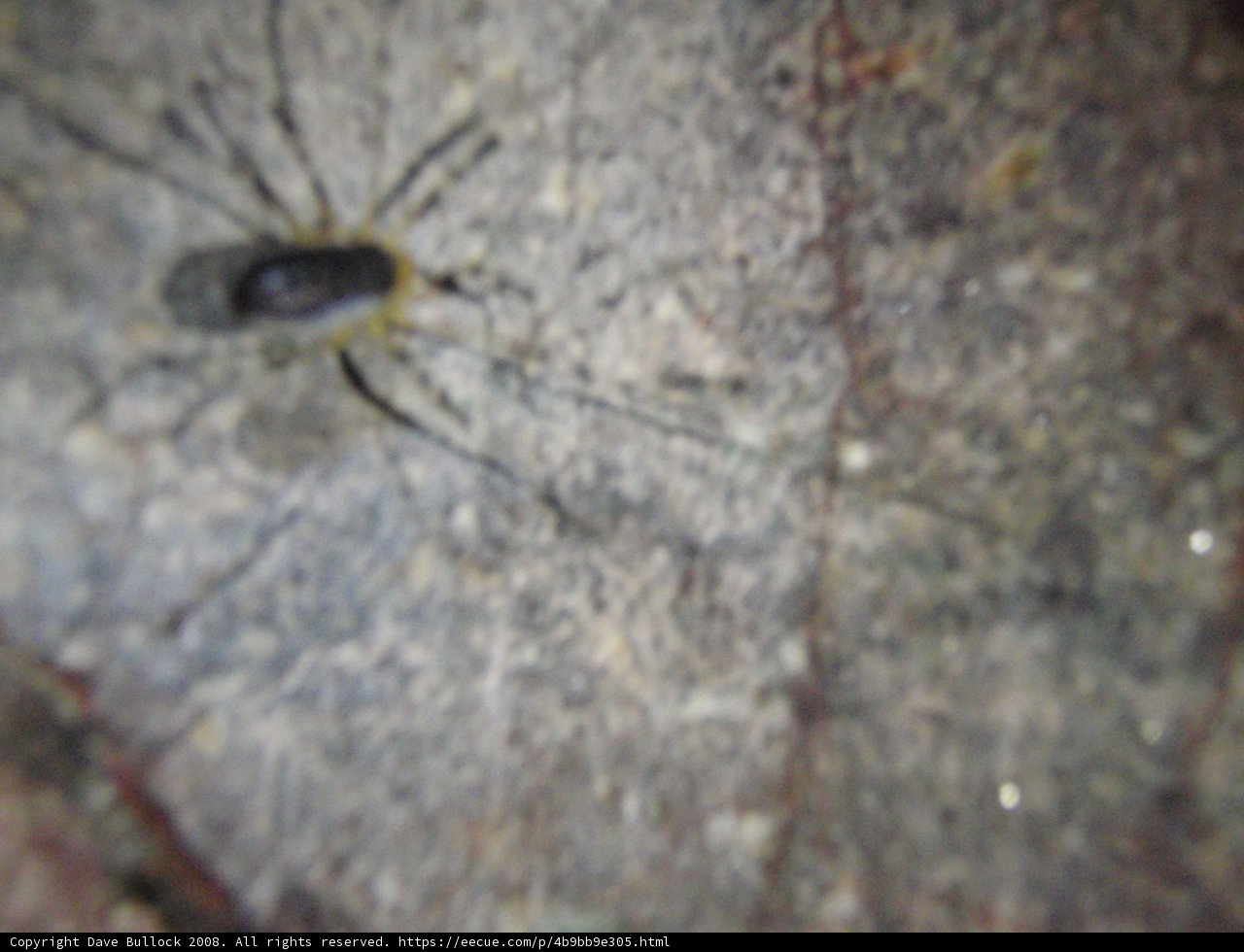 Black and Yellow Garden Spider