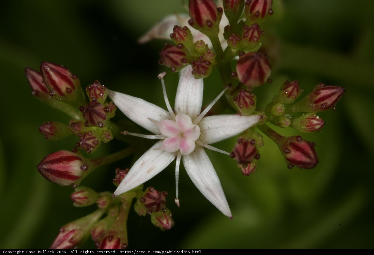 Pink and White Lily Blossom