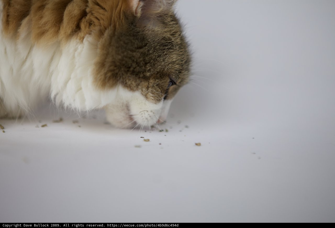 Inquisitive feline exploration
