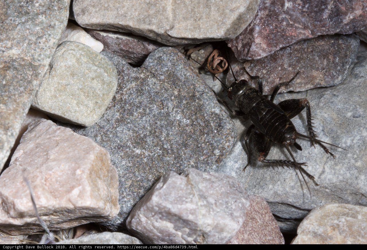 Creepy Crawler on the Rocks