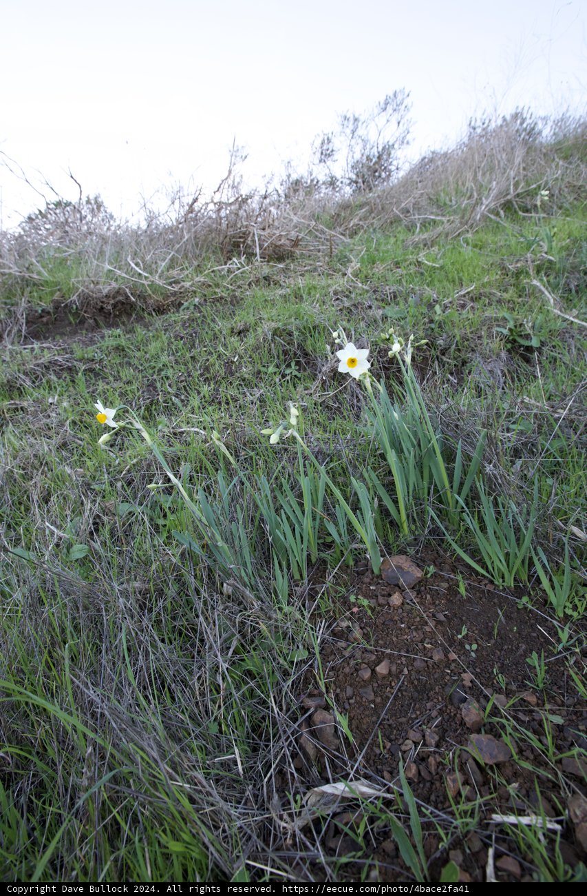 Golden Blooms of Hill 88