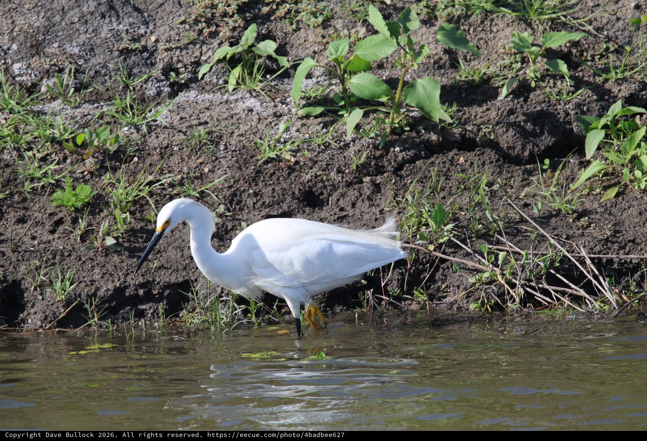 Snowy Egret Foraging in Shallow Wetland Waters