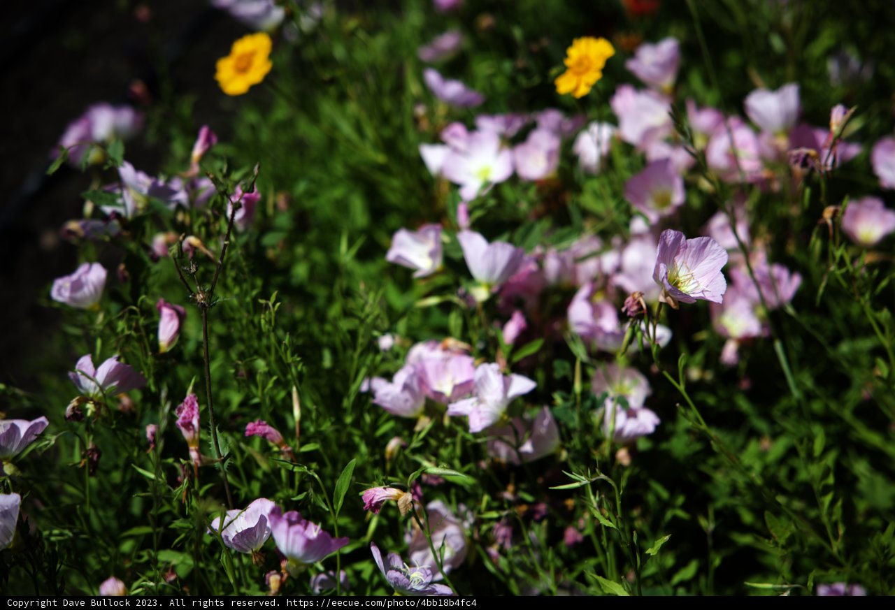 A Symphony of Blooms in Regenerative Gardening