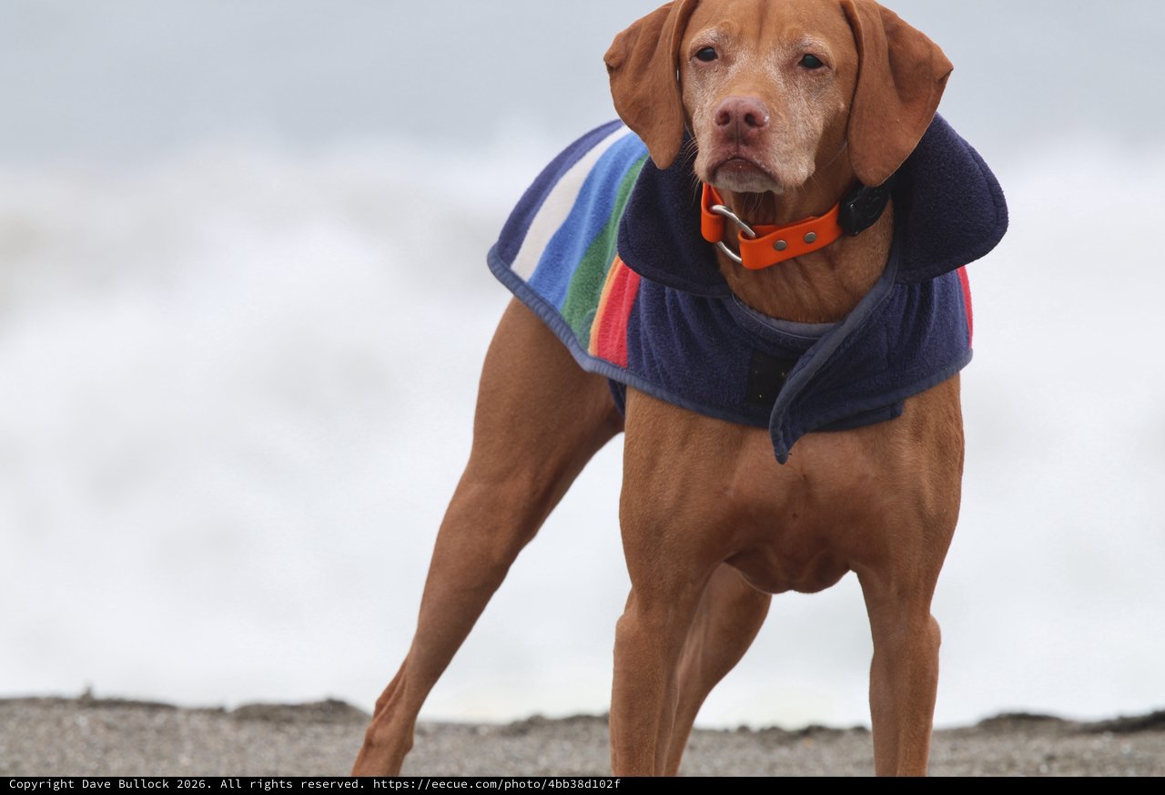 Stoic Vizsla in Rainbow Coat Braves the Beach