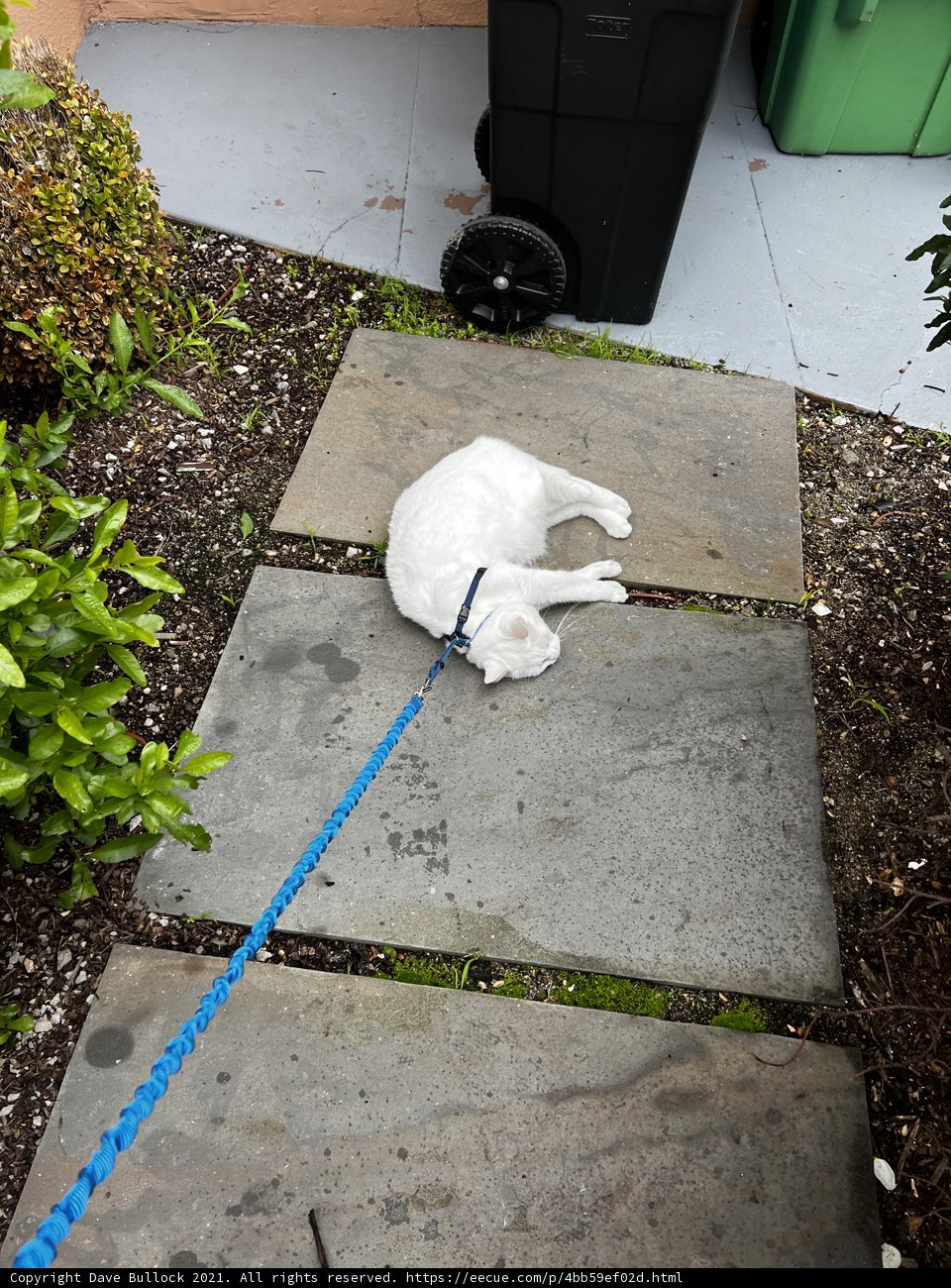 Restful Canine on Flagstone Path