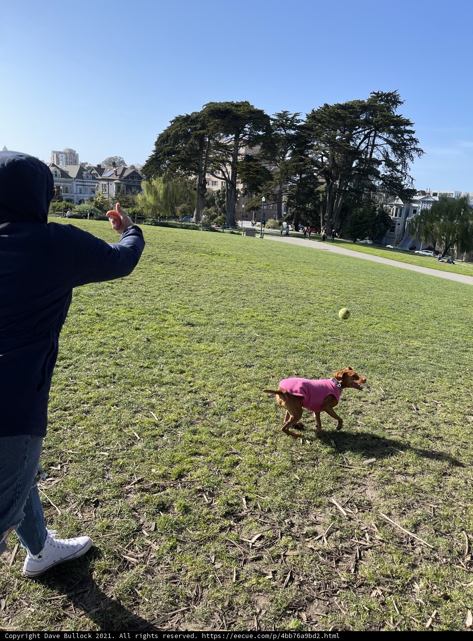 Playing fetch in the park