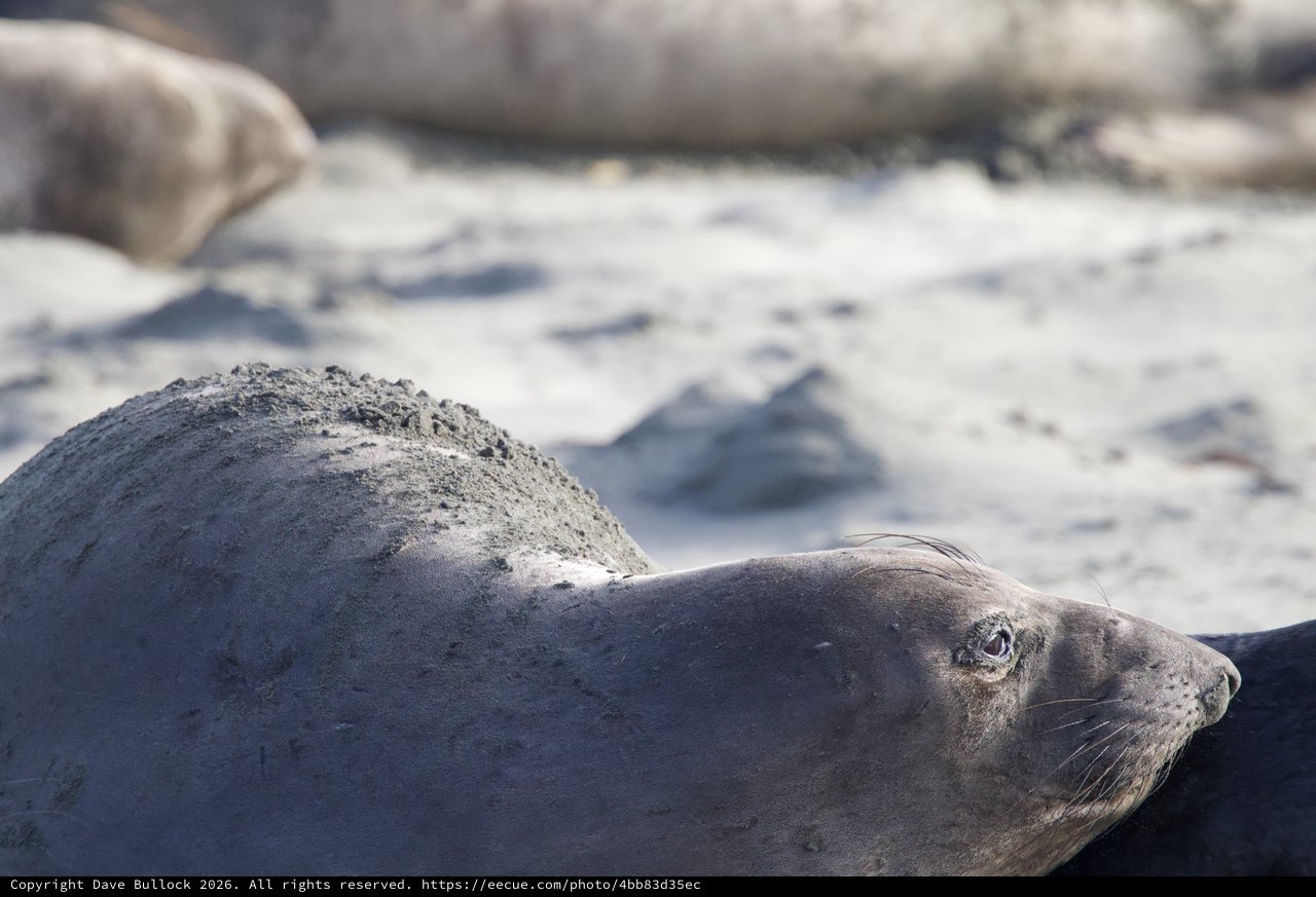 Elephant Seal Resting on Sandy Beach