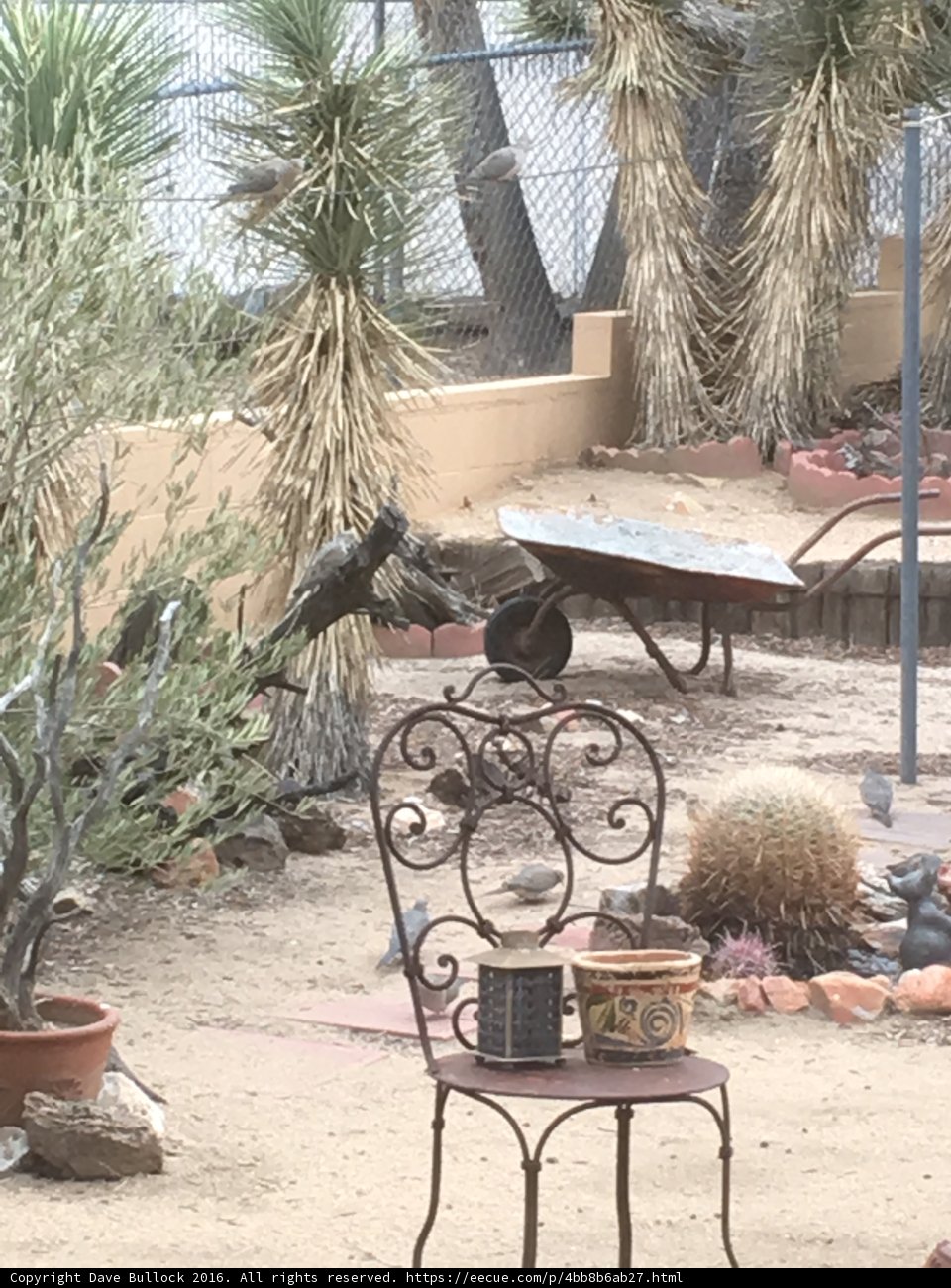 Feathered Garden Visitor