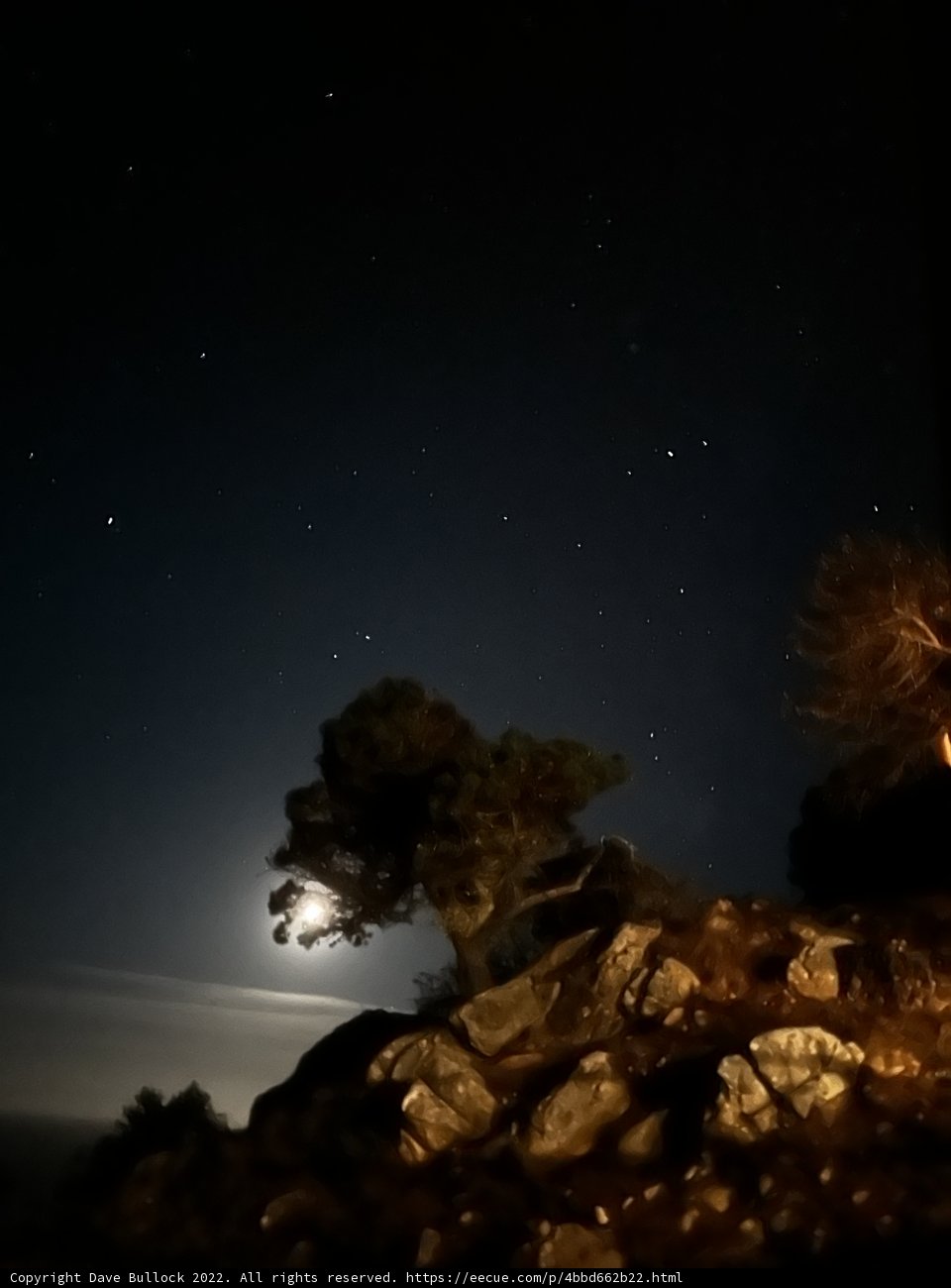 Moonlit Serenity
