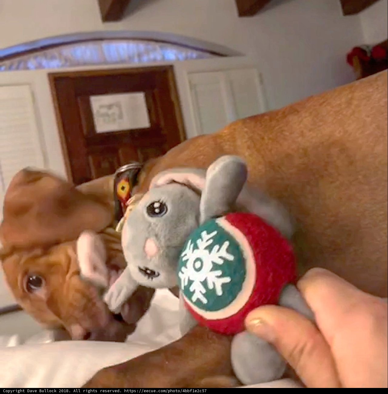 Playtime with Fido