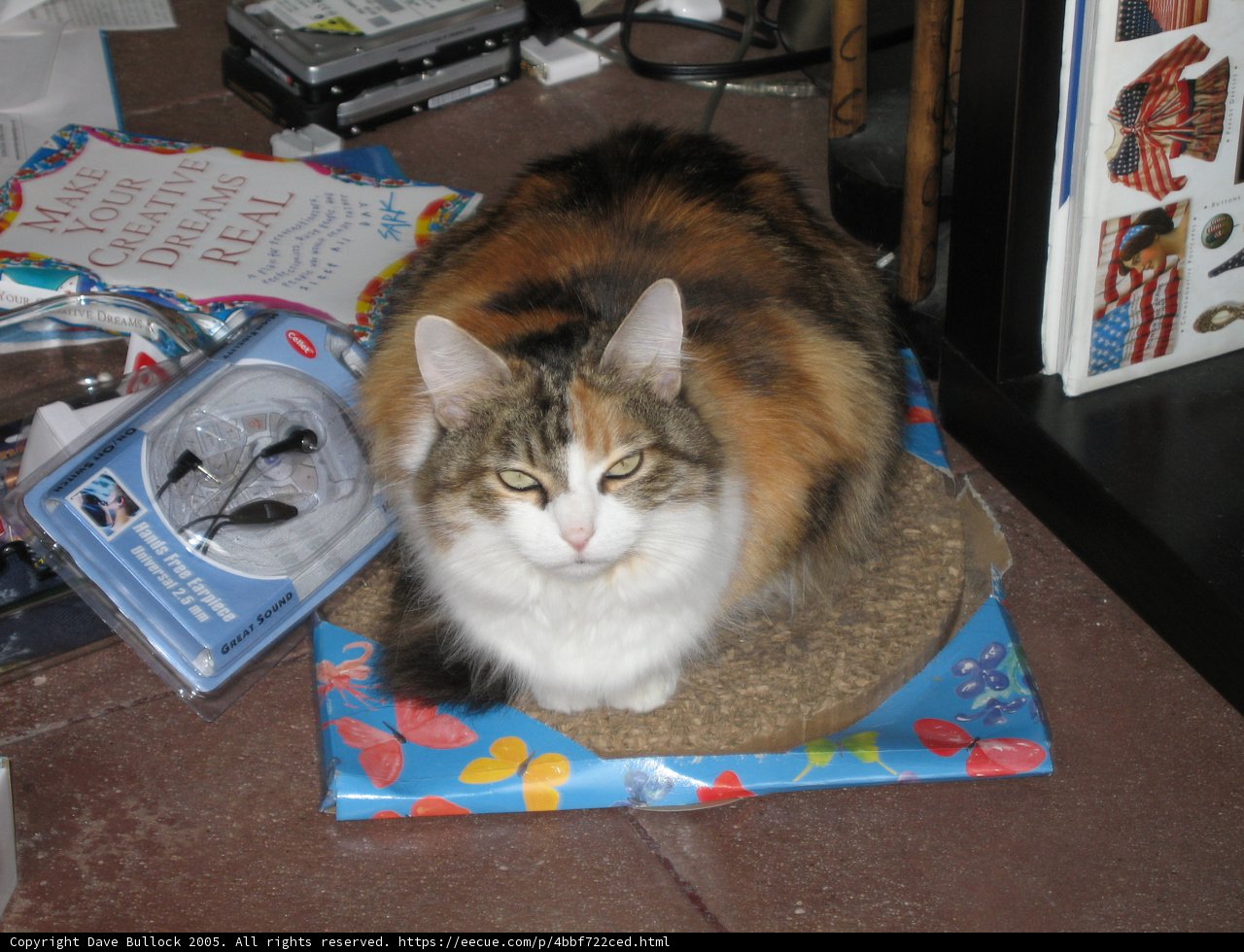 The Watchful Feline