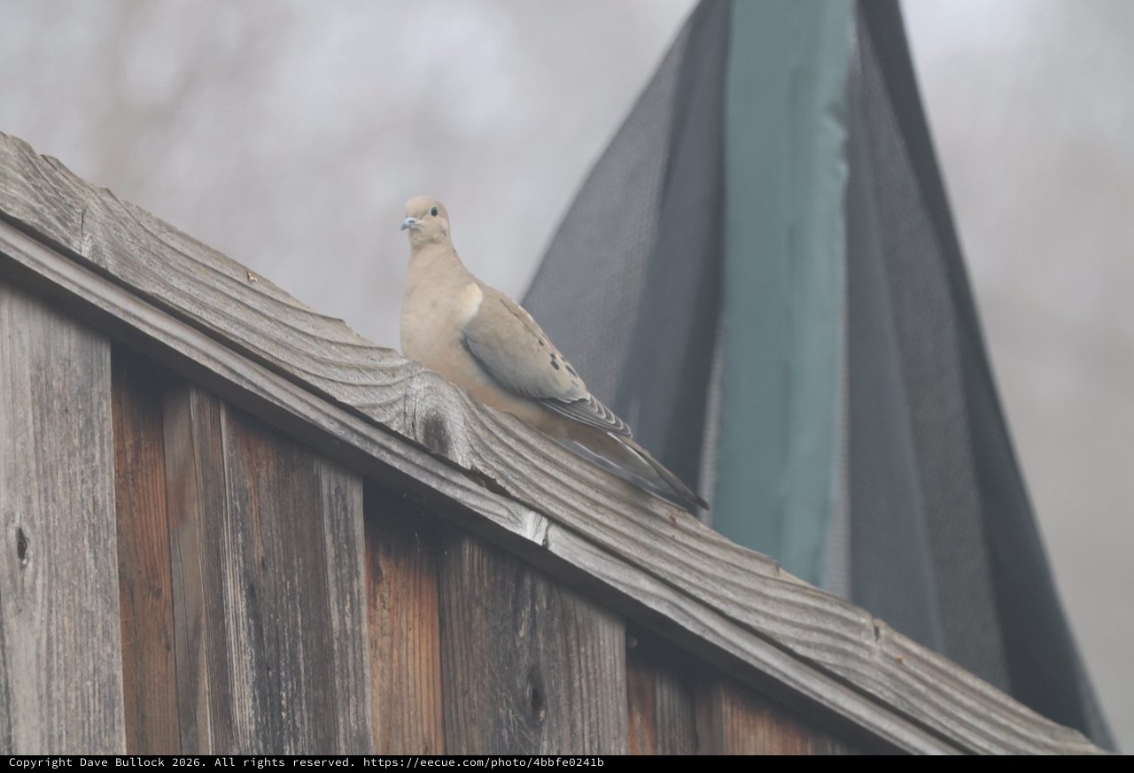 Mourning Dove Perched on Weathered Wooden Fence