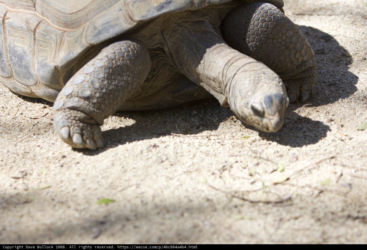 Majestic Tortoise