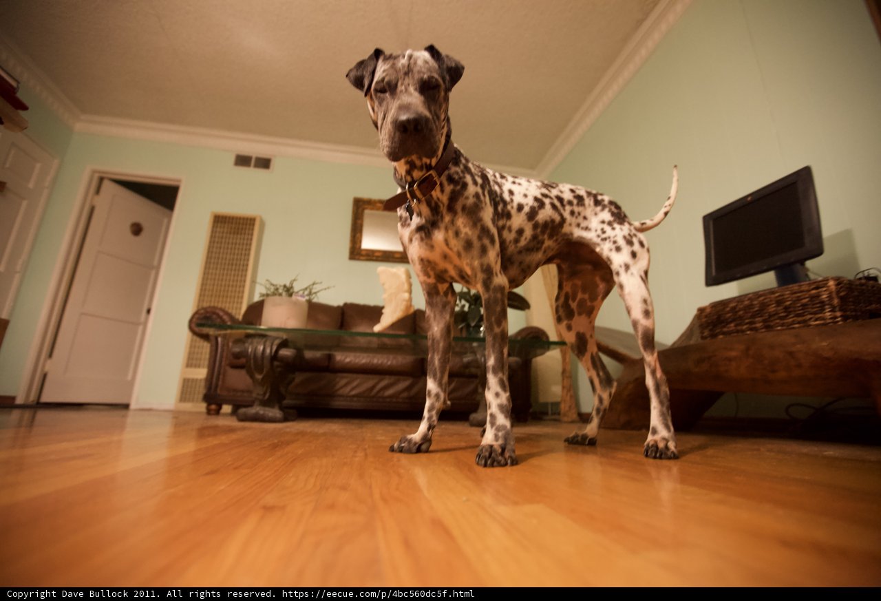The Canine and the Hardwood Floor