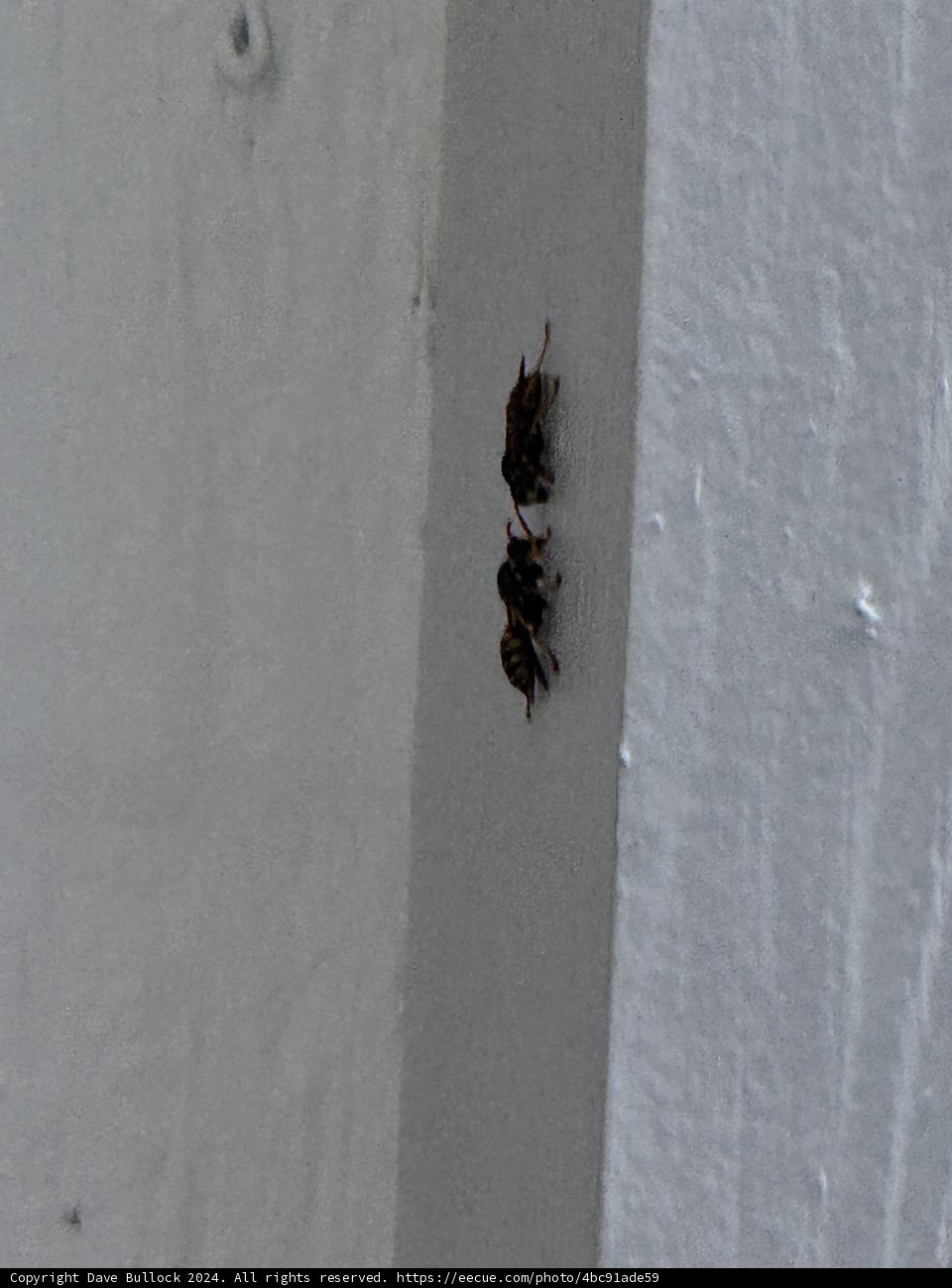 Busy Buzzing Duo