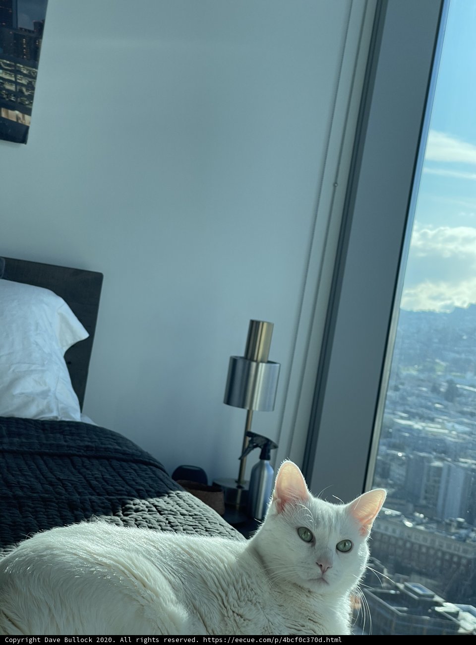 Cozy Cat in the City