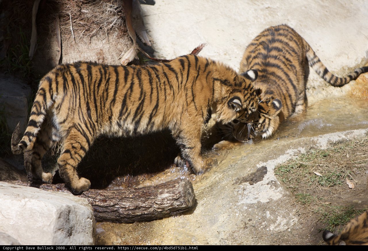 Two Majestic Tigers Quenching Their Thirst
