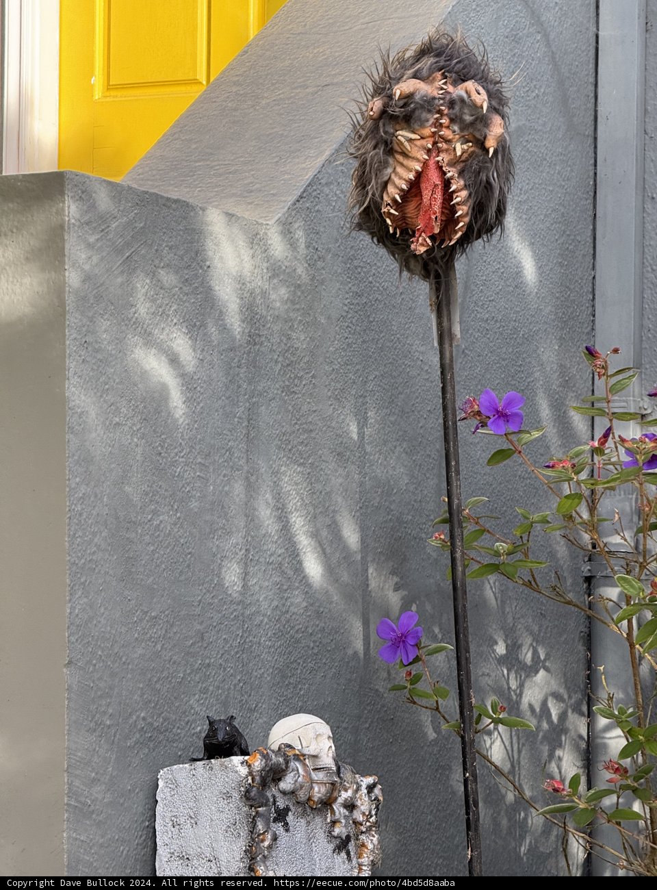 Whimsical Encounter in San Francisco