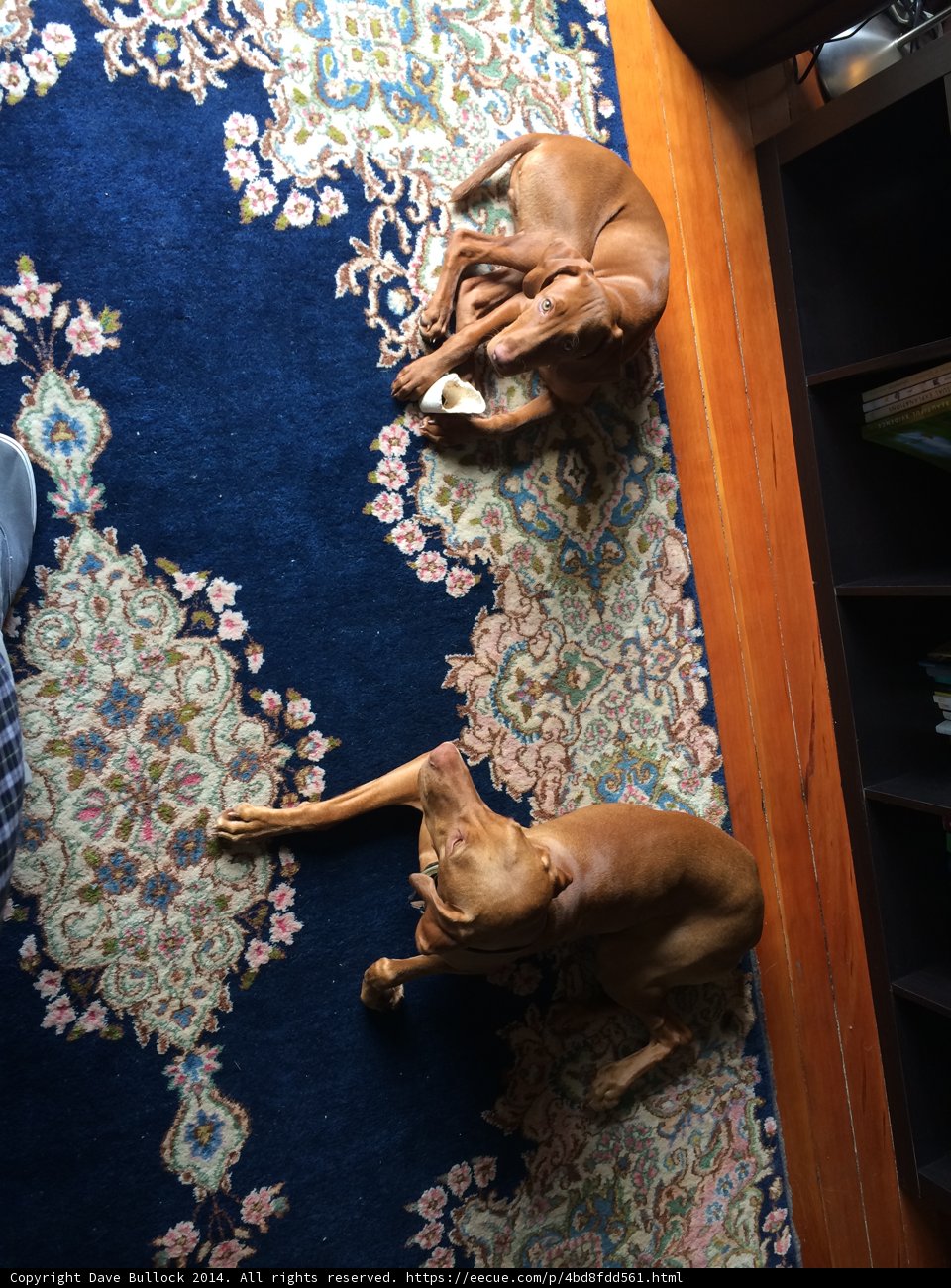 Cozy Canine Companions