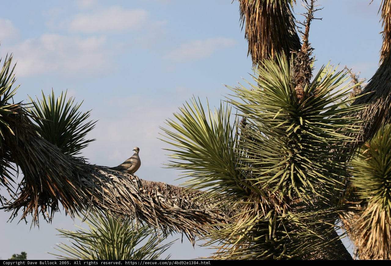 Feathered Tree Dweller