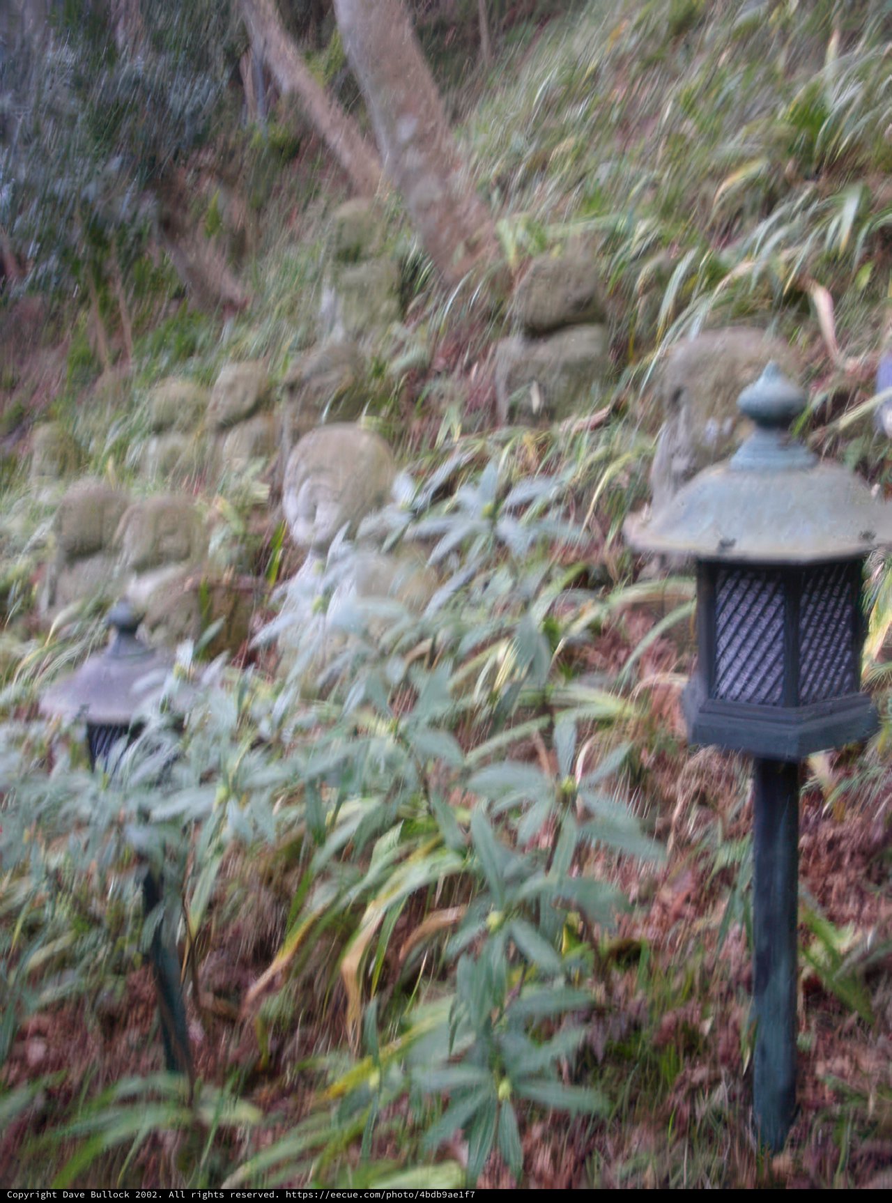 The Enchanted Stone Garden in the Forest