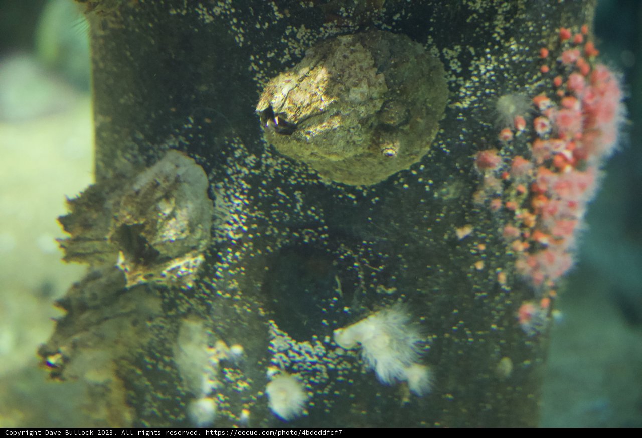 Multicolored Algae on Monterey Bay Tree