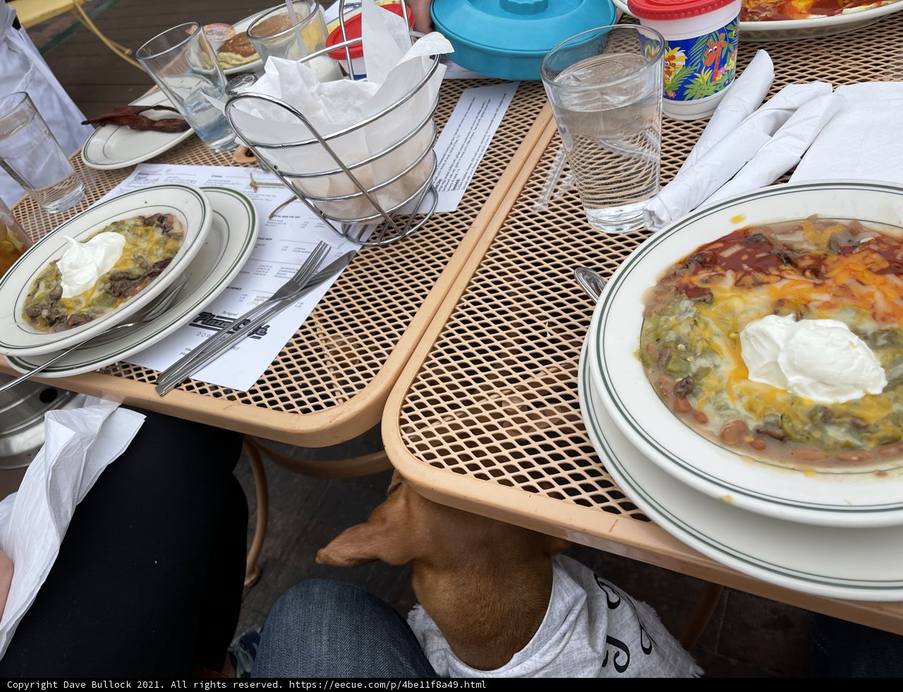 Brunch Date with My Pup