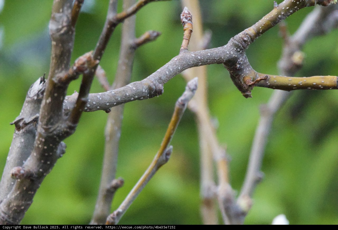 Spring's Promise