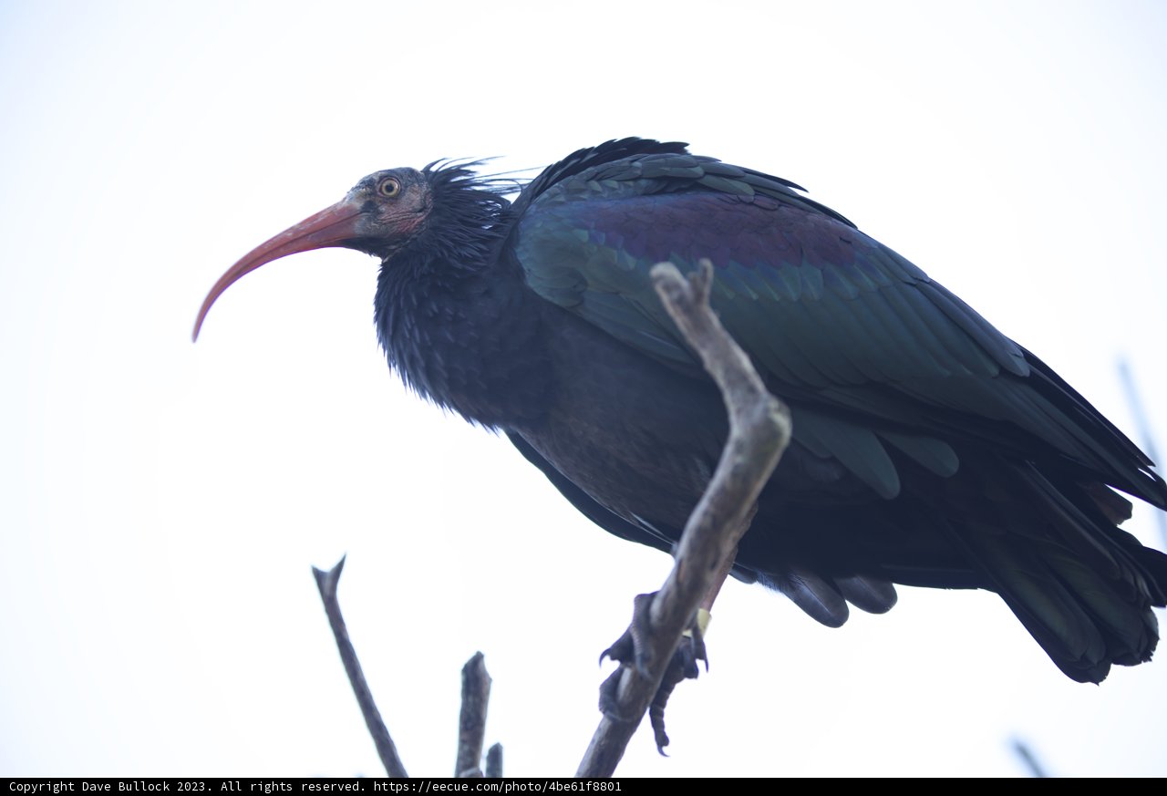 Majestic Perch at SF Zoo