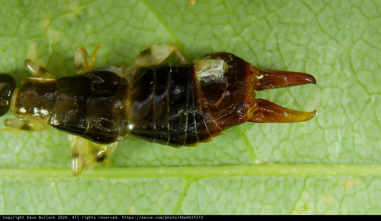 Macro Close-Up of Dark Insect Larva on Leaf
