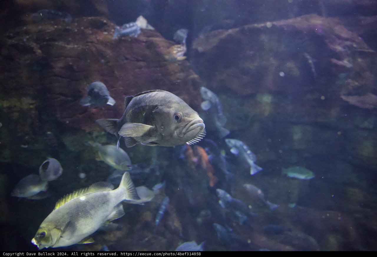 Ocean Harmony: An Aquatic Showcase